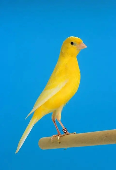 IRISH FANCY